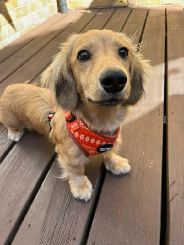 Orange Floral Harness