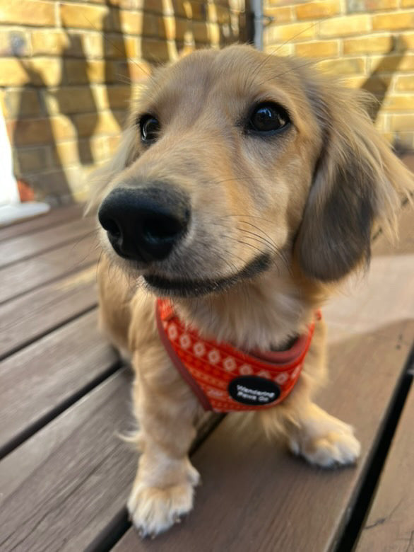 Orange Floral Harness