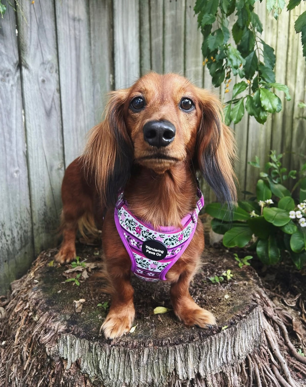 Lilac Floral Harness