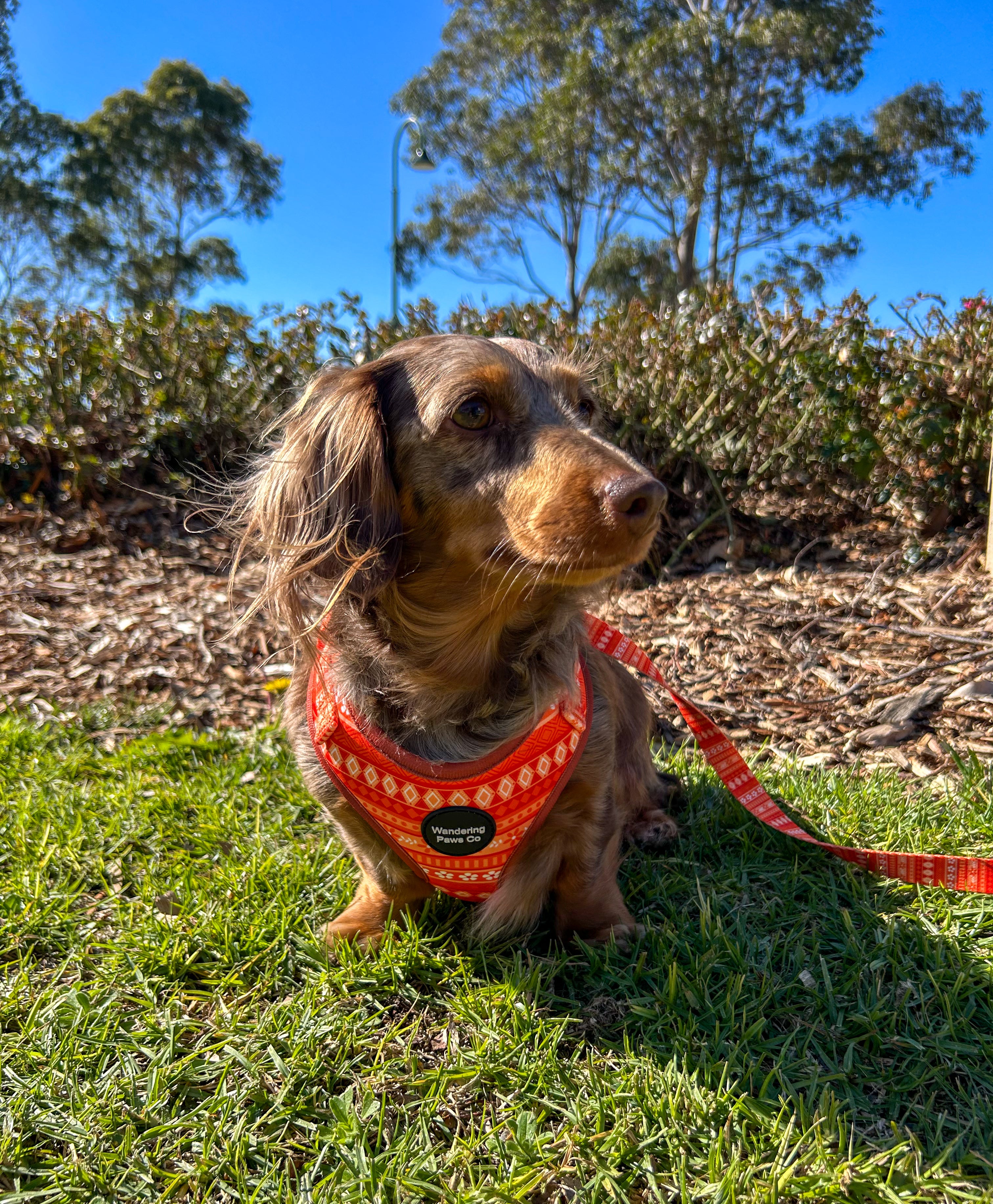 Orange Floral Harness