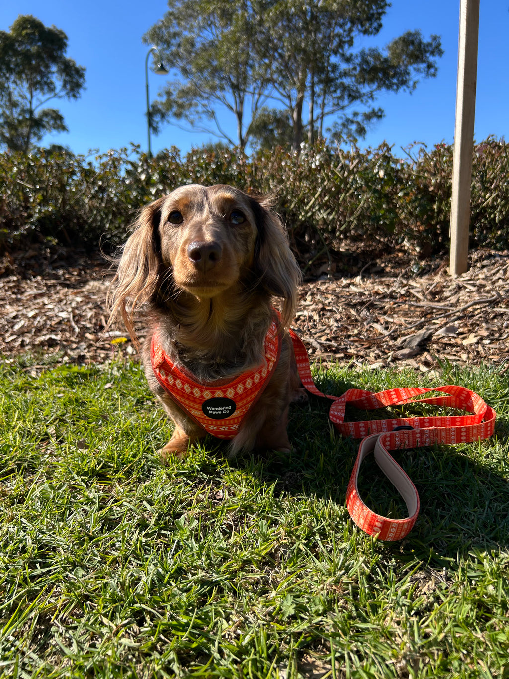 Orange Floral Harness