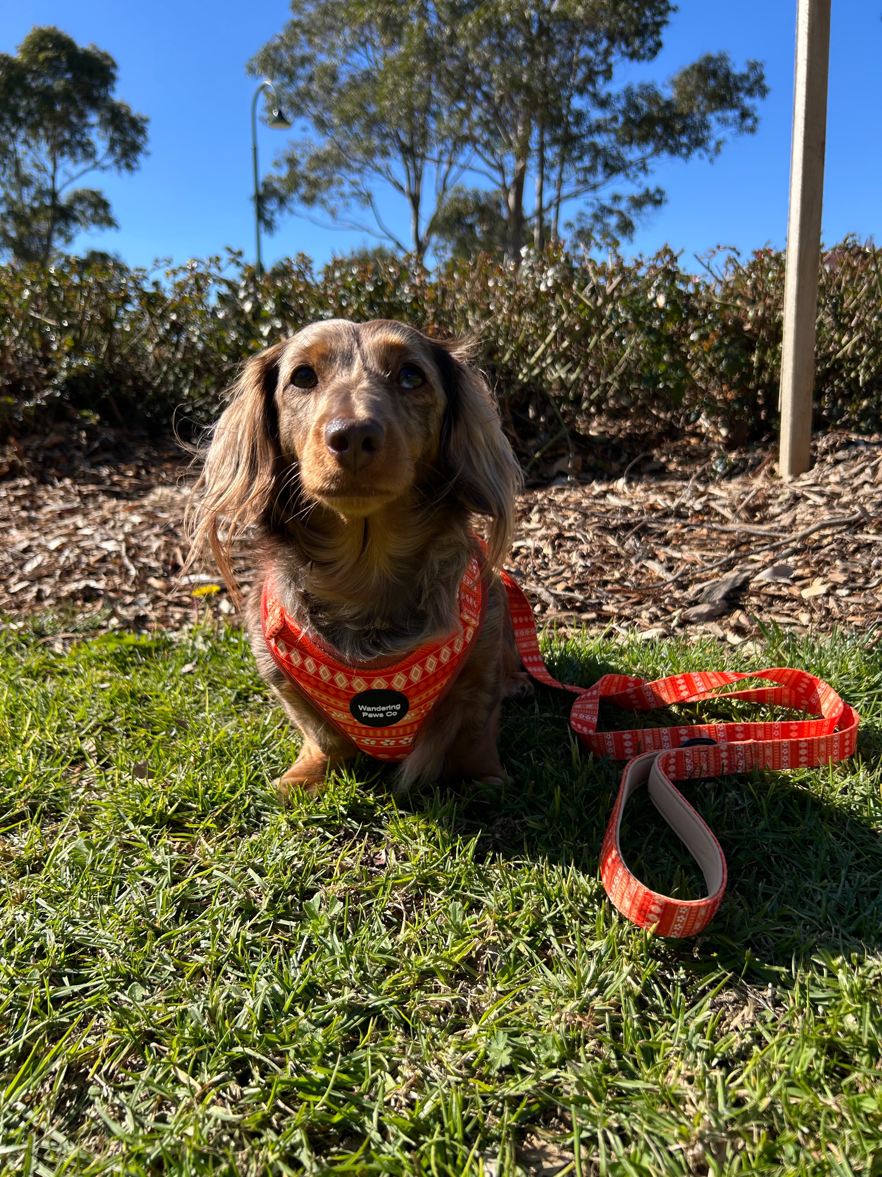 Orange Floral Harness