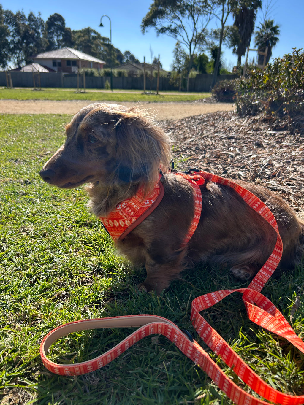 Orange Floral Harness