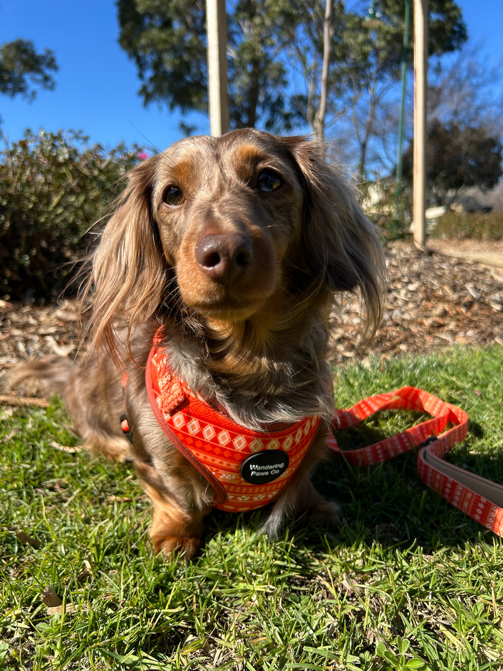 Orange Floral Harness