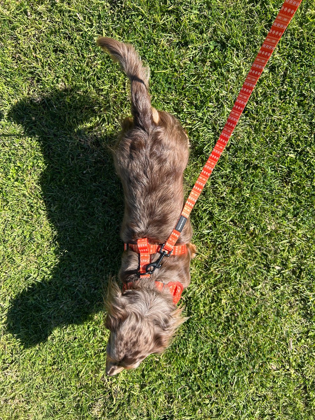 Orange Floral Harness