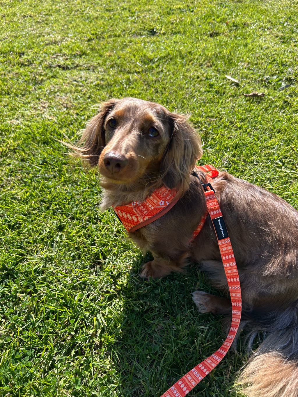 Orange Floral Harness
