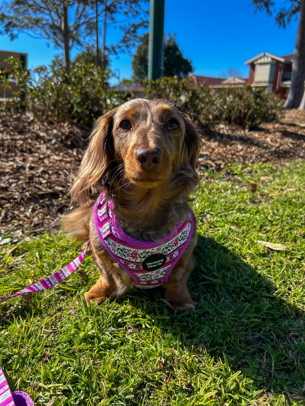 Lilac Floral Harness