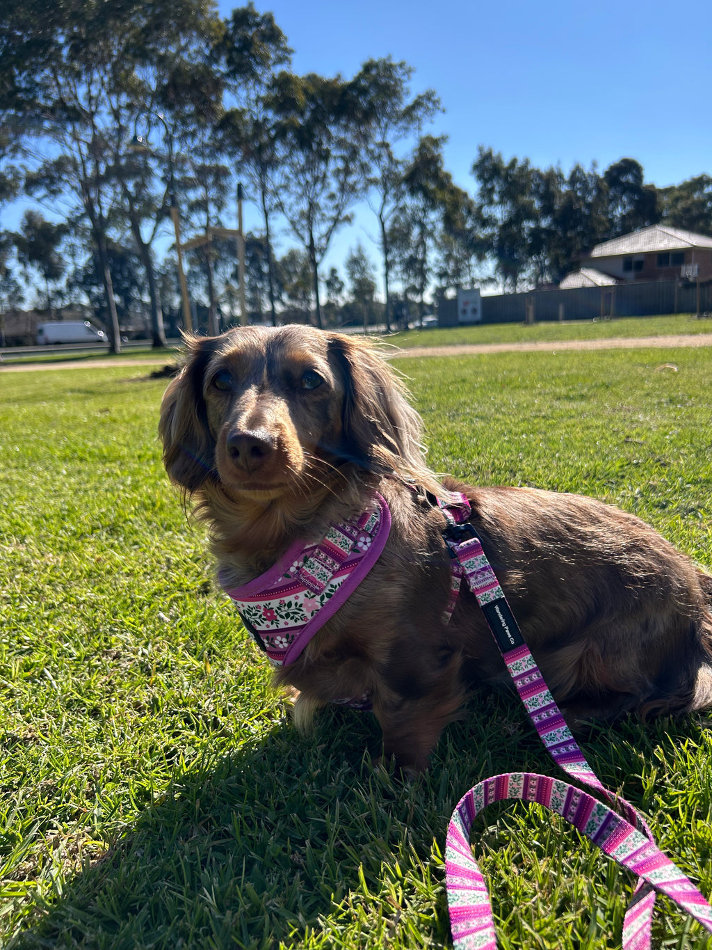 Lilac Floral Harness