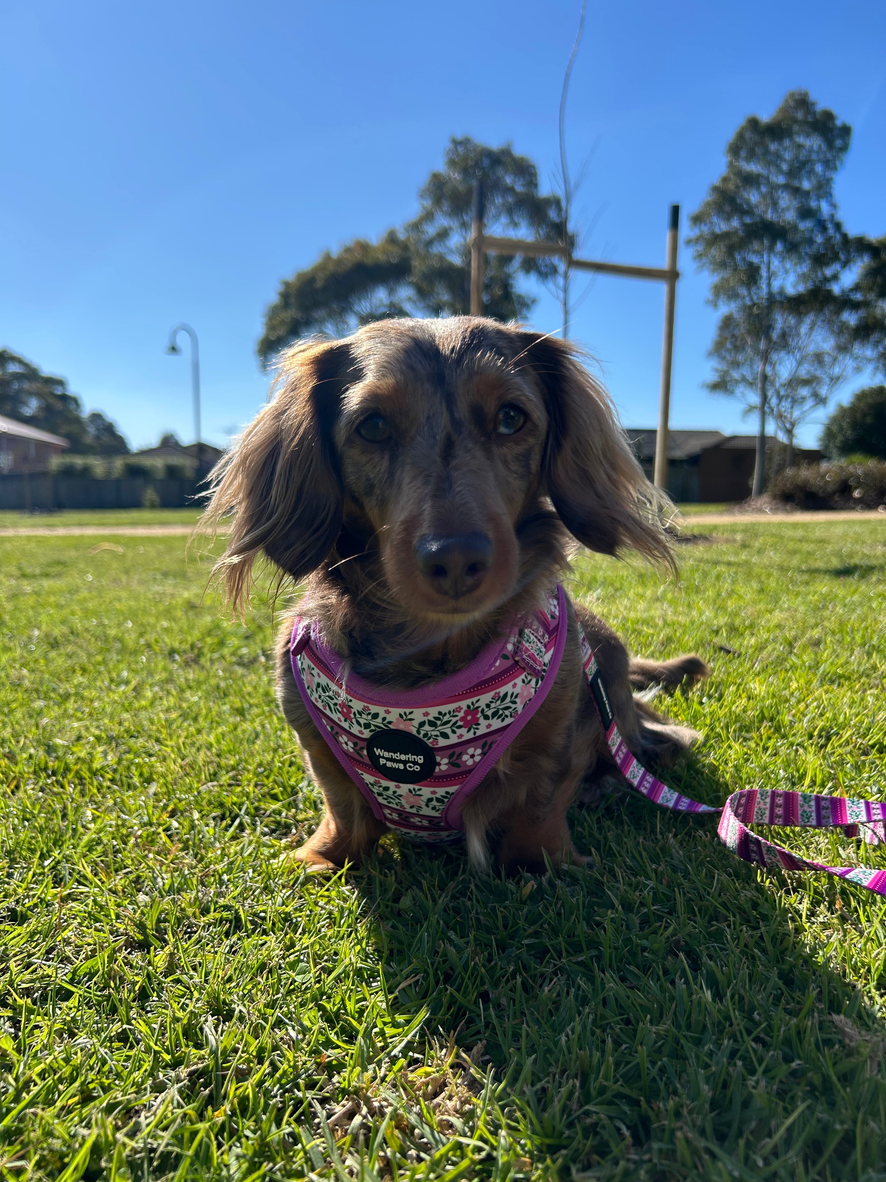 Lilac Floral Harness